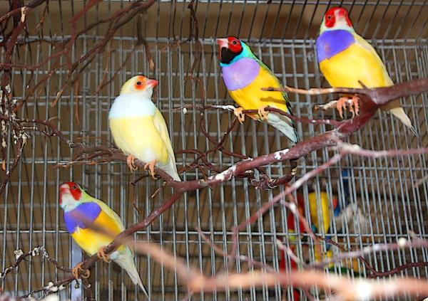 Diamantes de Gould de diferentes edades posados en una rama