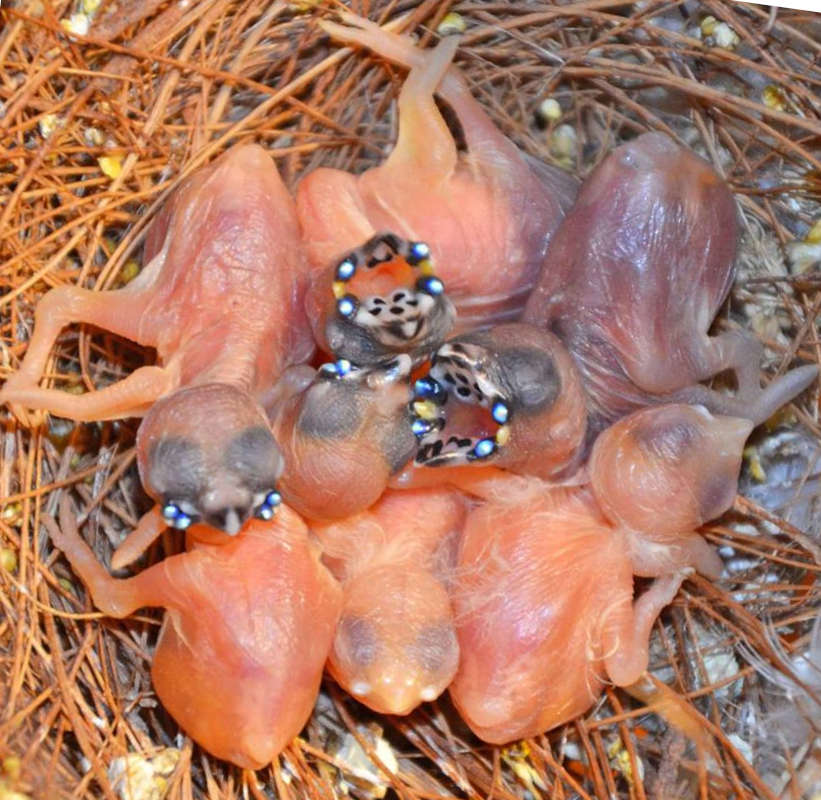 6 crías de diamantes de Gould en el nido