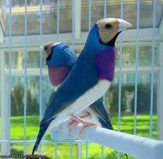 Diamante de Gould Azul pecho morado