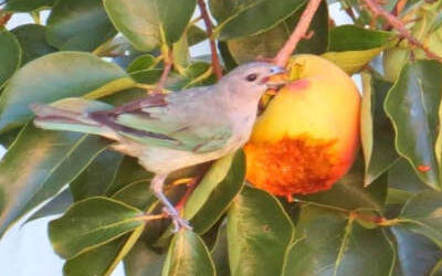 Frutas para pájaros