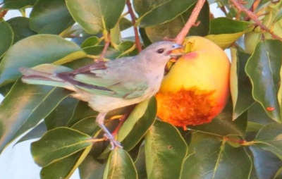 Frutas para pájaros