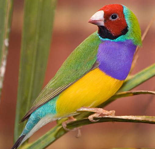 Diamantes de Gould pecho morado sobre hierba