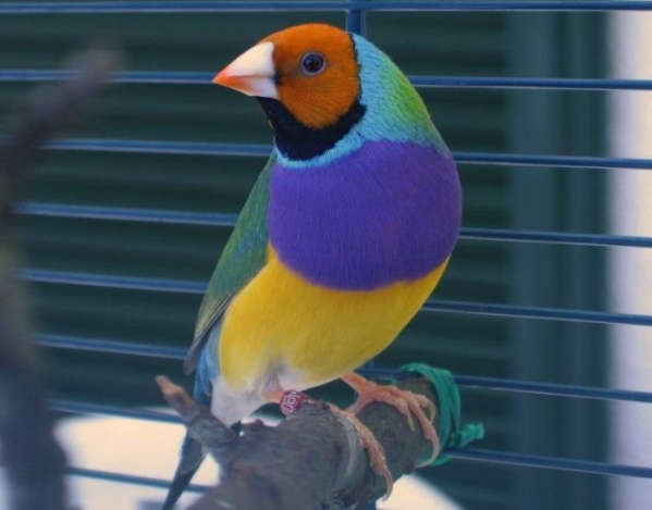 Diamantes de Gould pecho morado en jaula