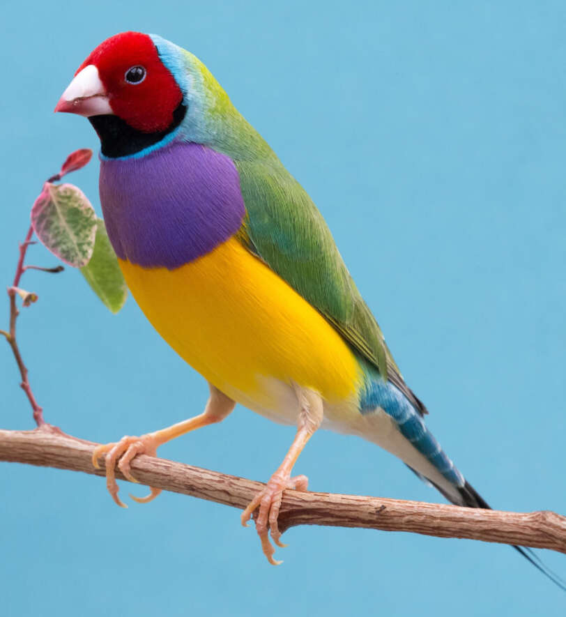 Diamantes de Gould pecho morado vientre amarillo