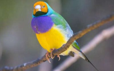 Diamante de Gould Cabeza naranja