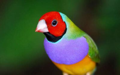 Diamante de Gould cabeza roja