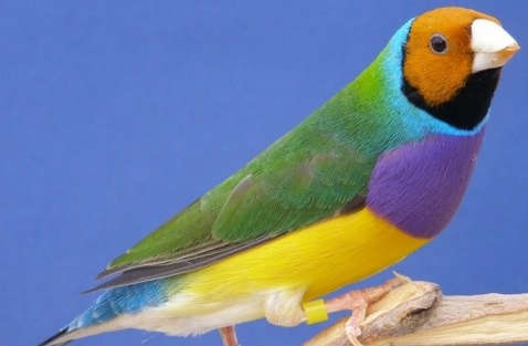 Diamante de Gould pecho morado