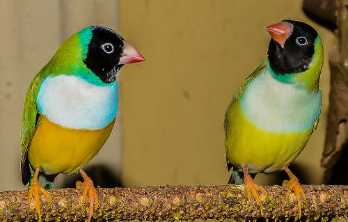 diamantes de Gould de cabeza negra